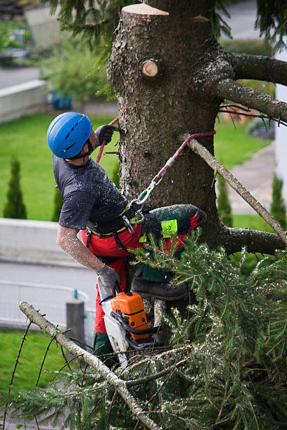 Best Tree Trimming and Pruning  in Ozark, MO