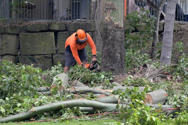 Best Tree Preservation Services  in Ozark, MO